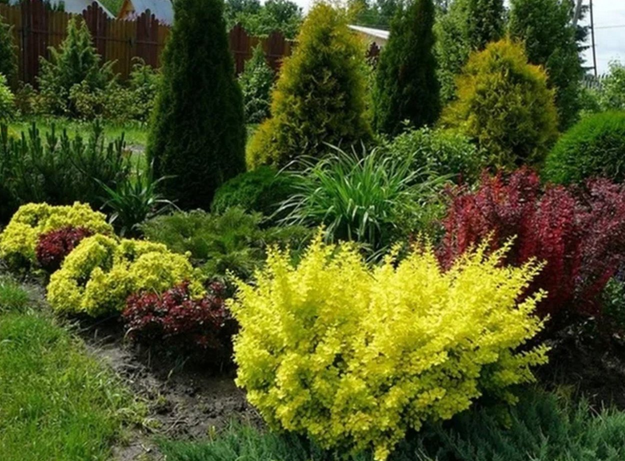 Барбарис Тунберга Golden Rocket