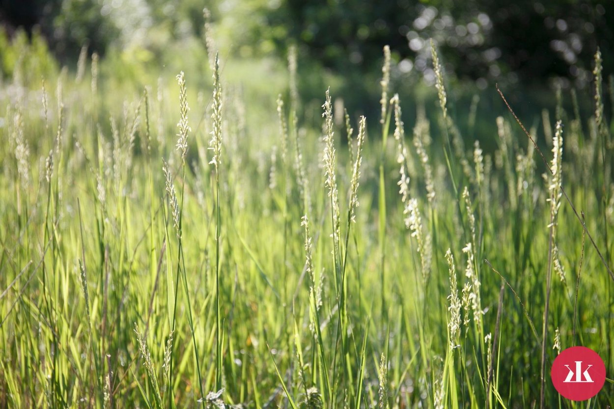 Пырей ковылелистный