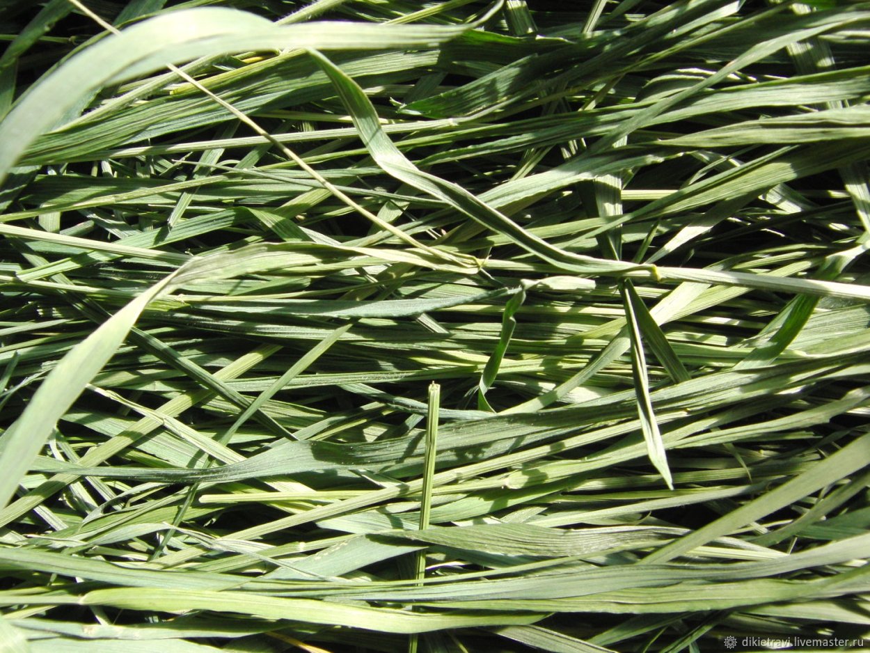 Пырей солеустойчивы