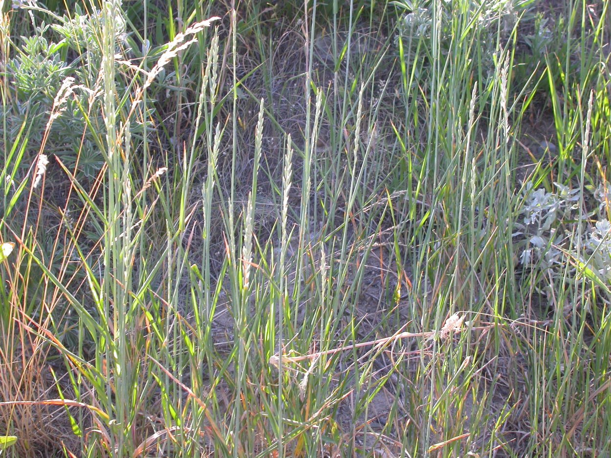 Осока и пырей