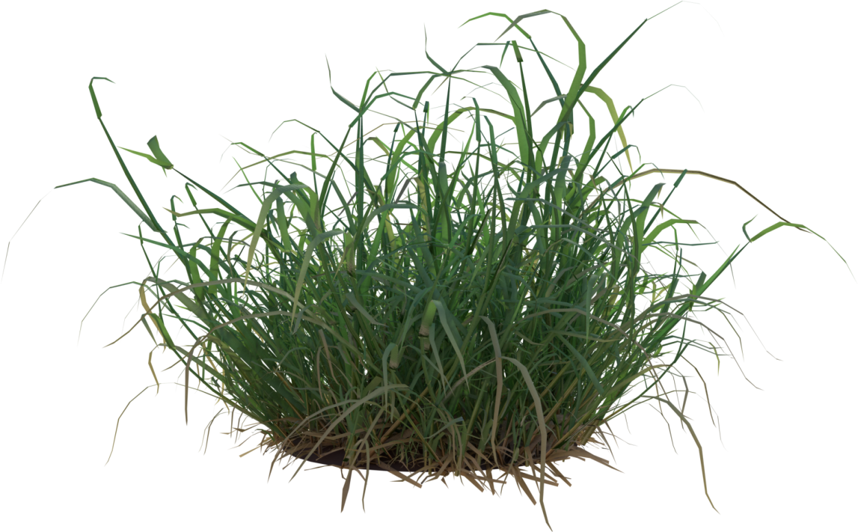 Пырей на прозрачном фоне