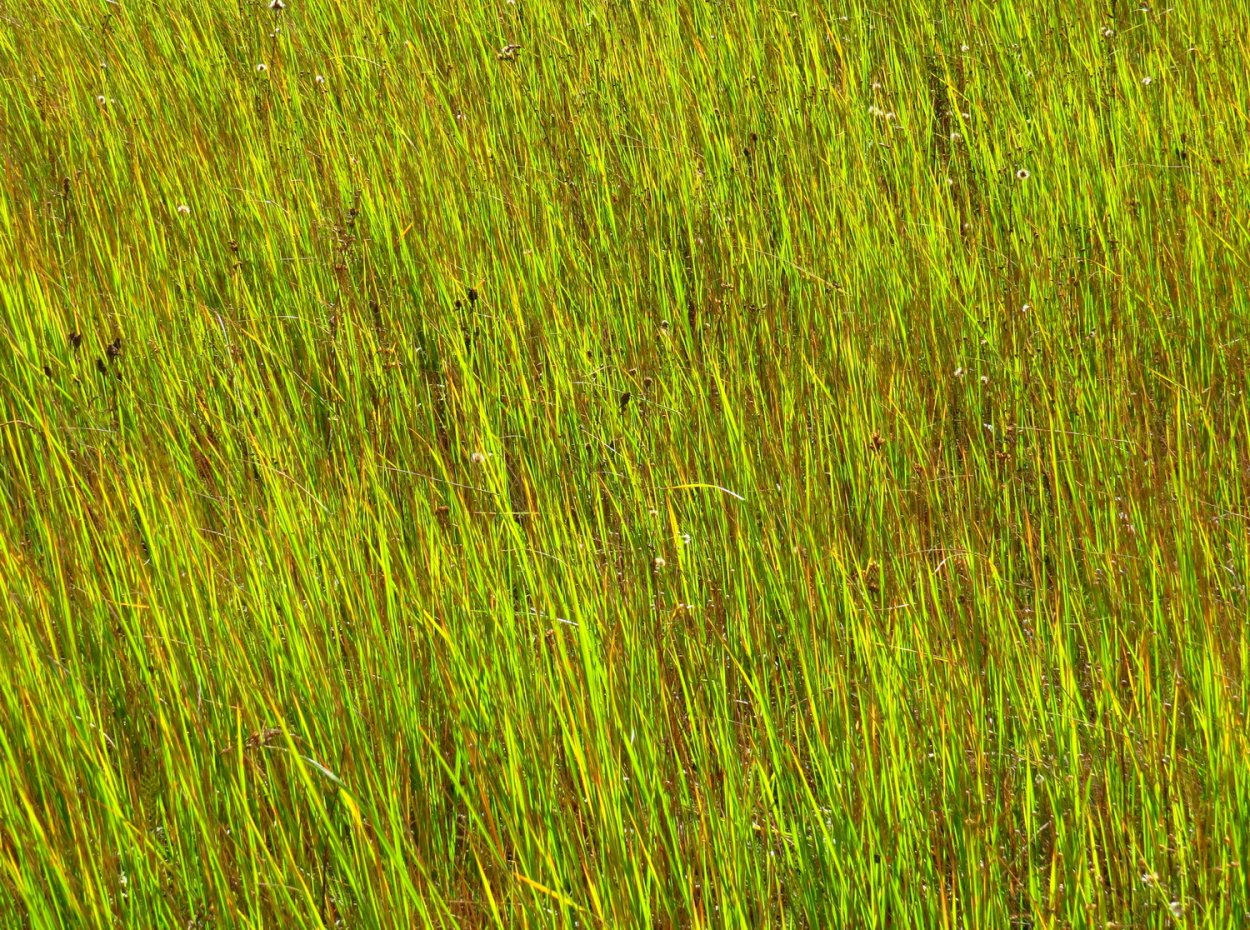 Огородный сорняк ползучий пырей
