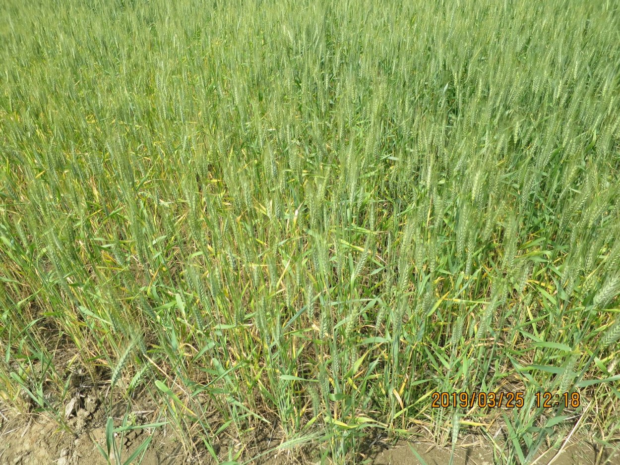 Пырей ползучий корень