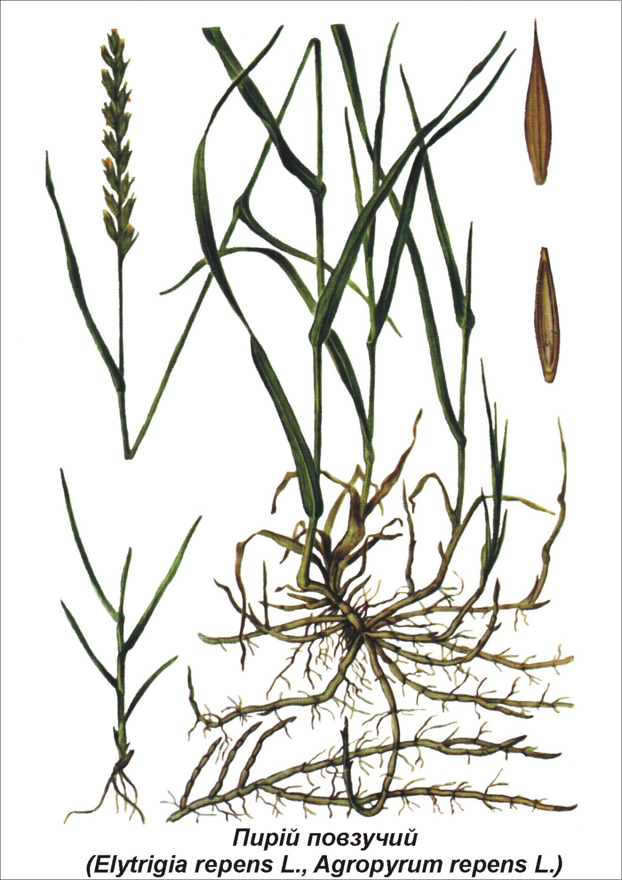 Пырей новоанглийский