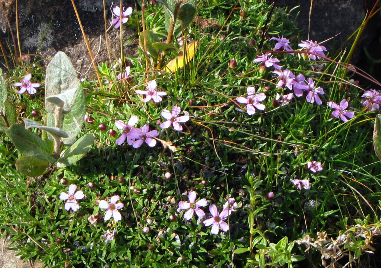 Мох декоративный Цветущий для сада