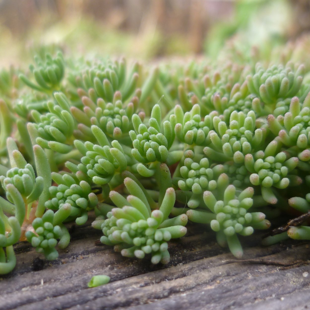 Цветущий мох Летиция