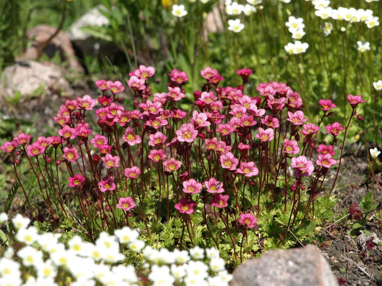 Мох камнеломка