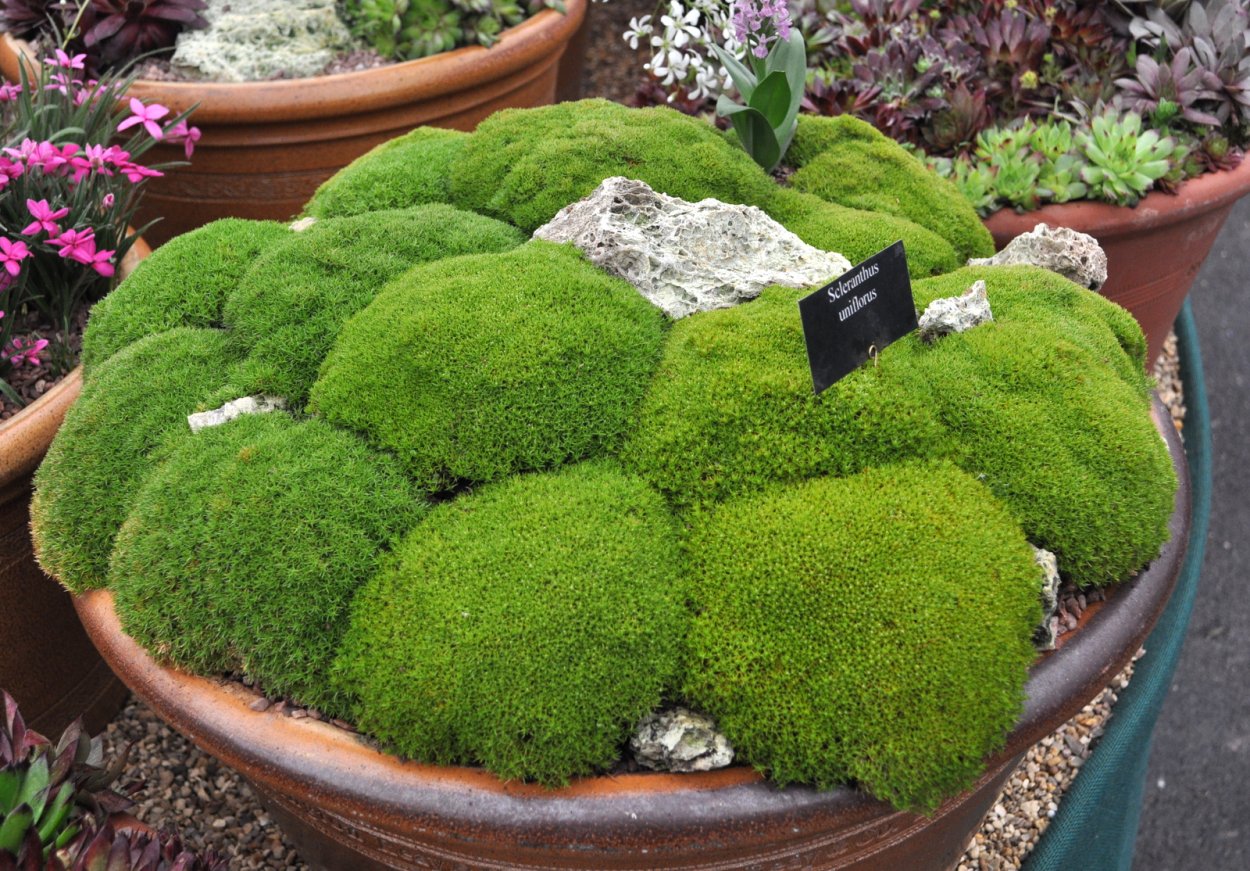 Мшанка ирландский мох