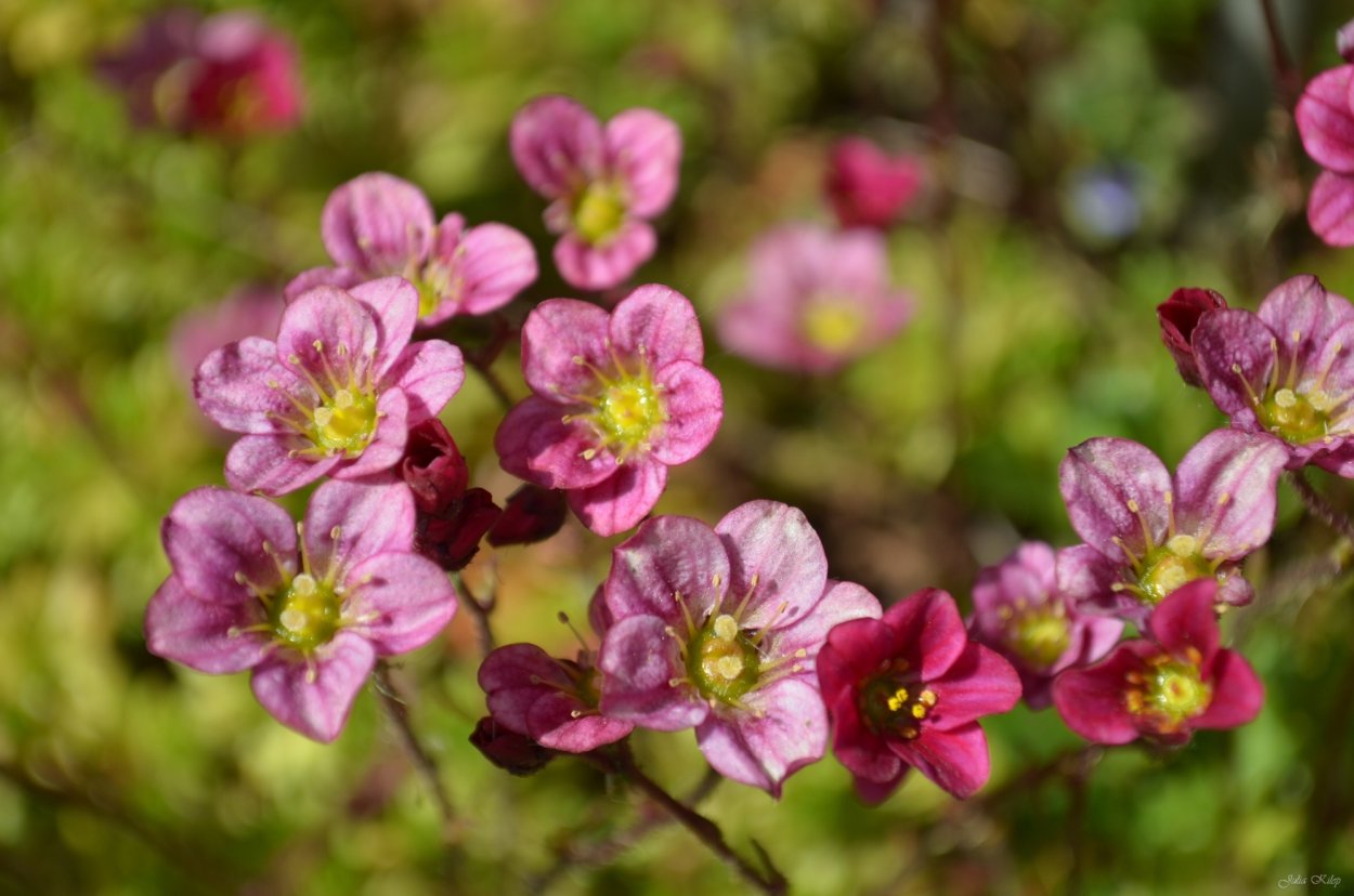 Мох декоративный Цветущий для сада