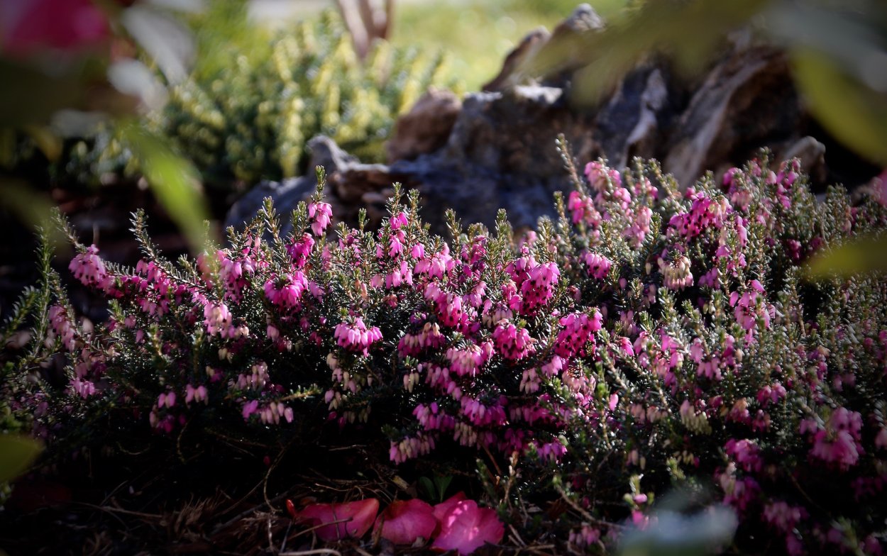 Цветущий мох Летиция
