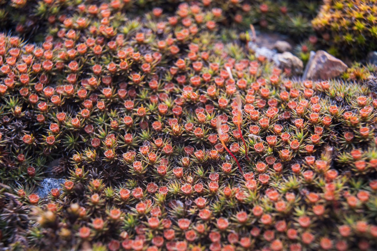 Сфагнум цветение