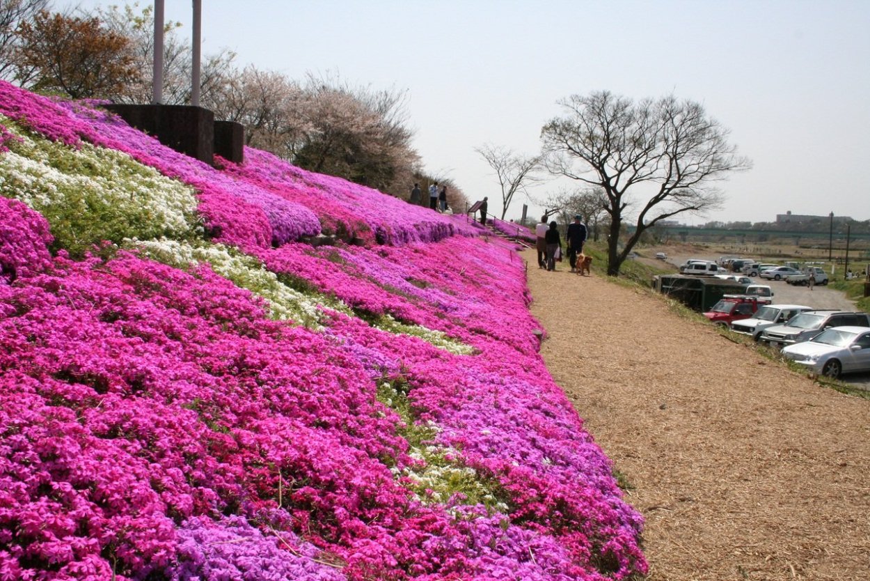 Парк Хицужияма цветение флоксов