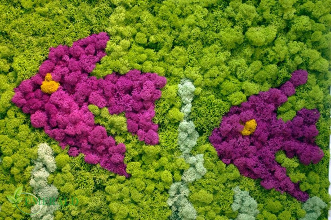 Декоративный ягель мох