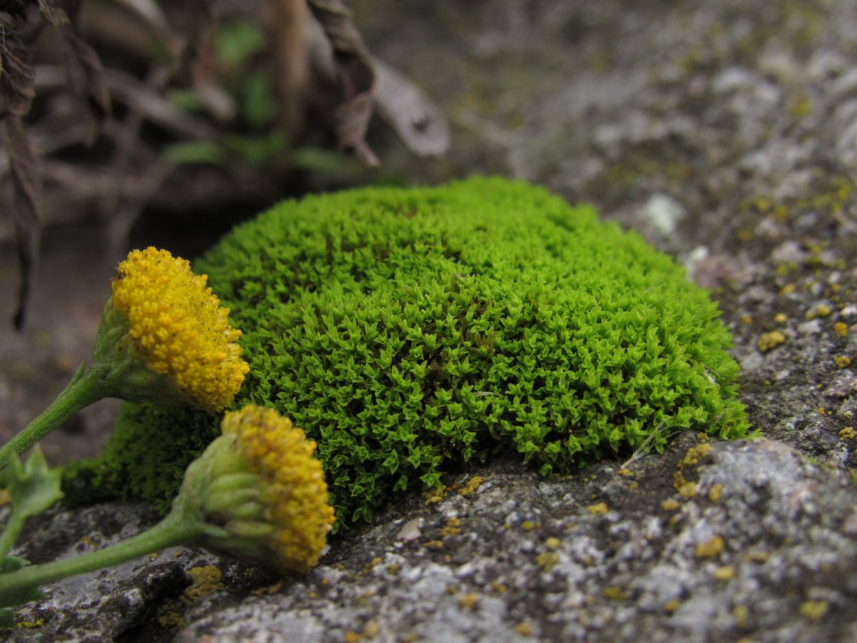 Мох ягель желтый
