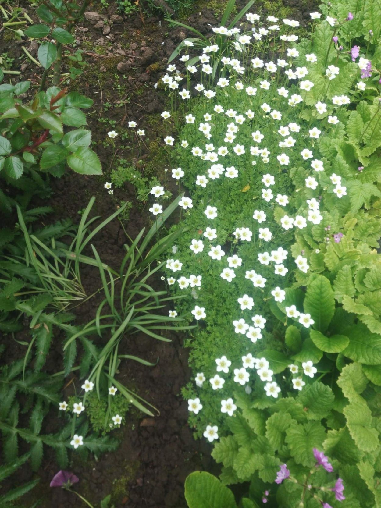 Декоративный мох для сада