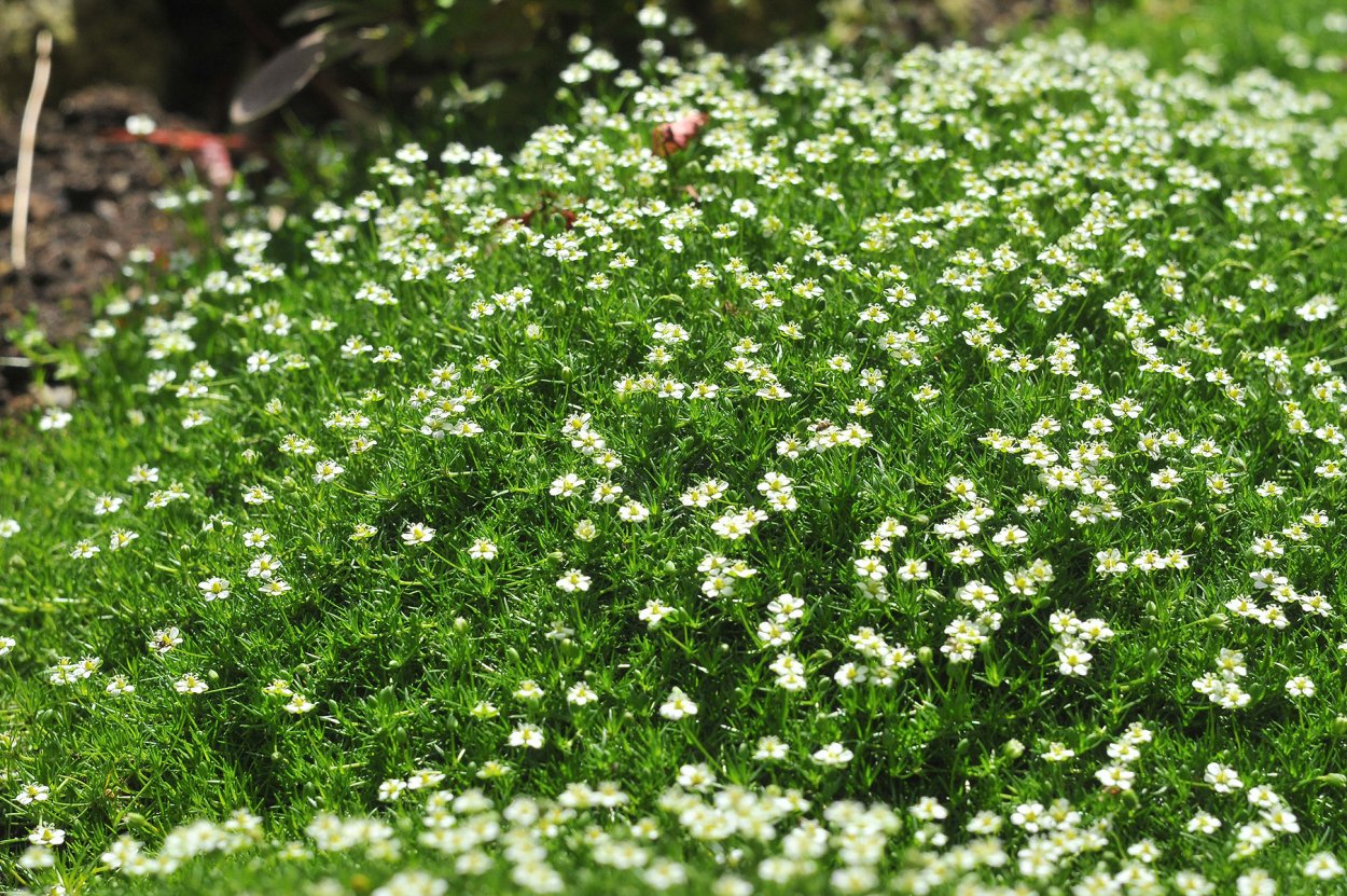 Сагина(Мшанка) Green Moss
