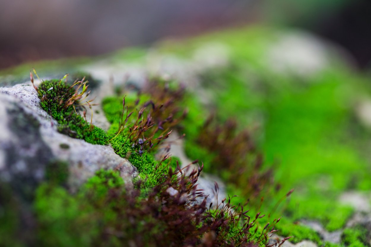 Цветущий мох Летиция