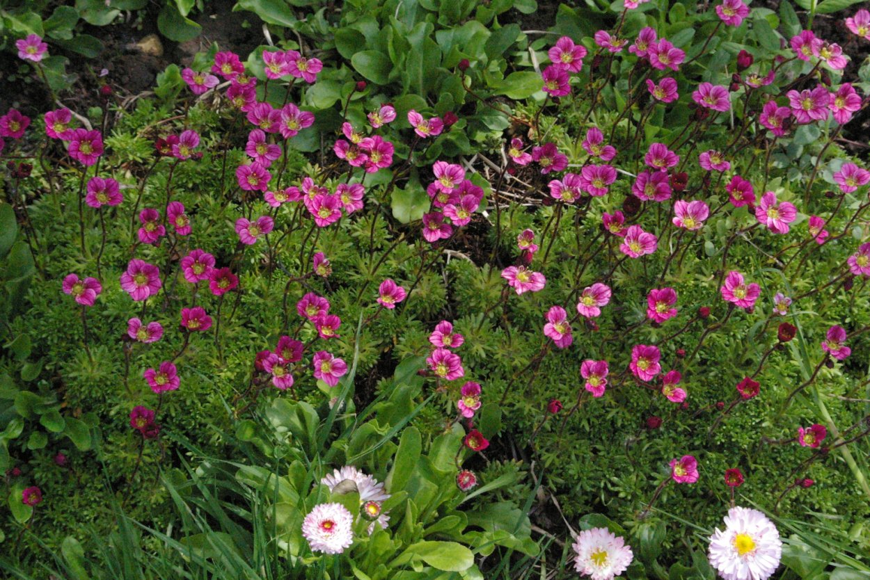 Мох растение садовое