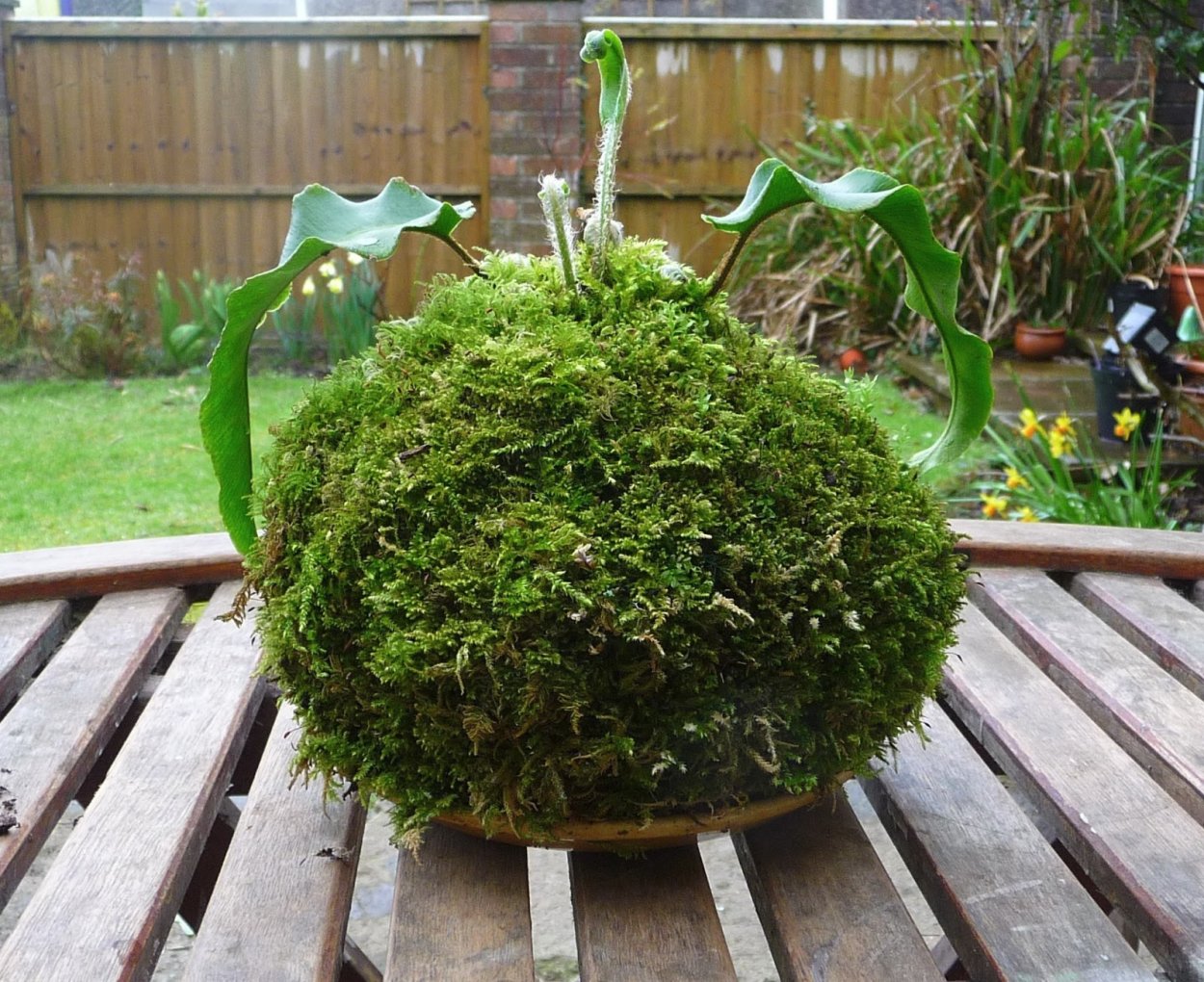 Мох подушковый