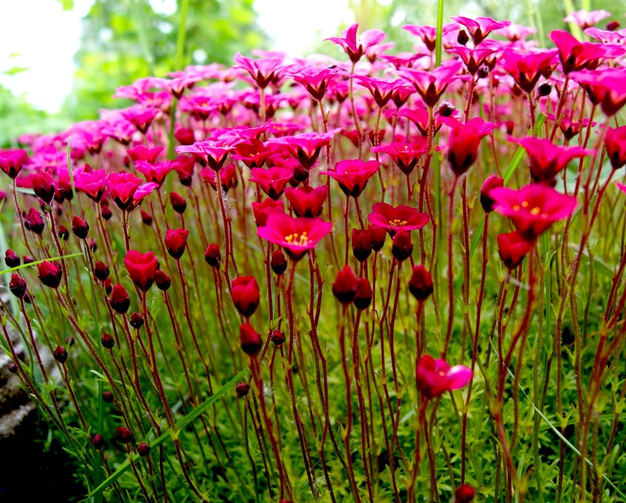 Мох декоративный Цветущий для сада