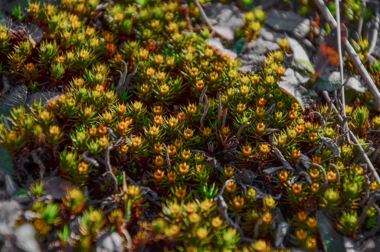 Сфагнум Цветущий