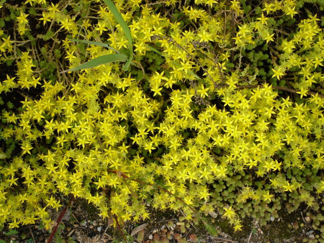 Цветущий мох Летиция