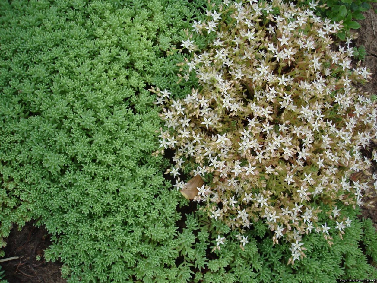 Седум мох почвопокровные