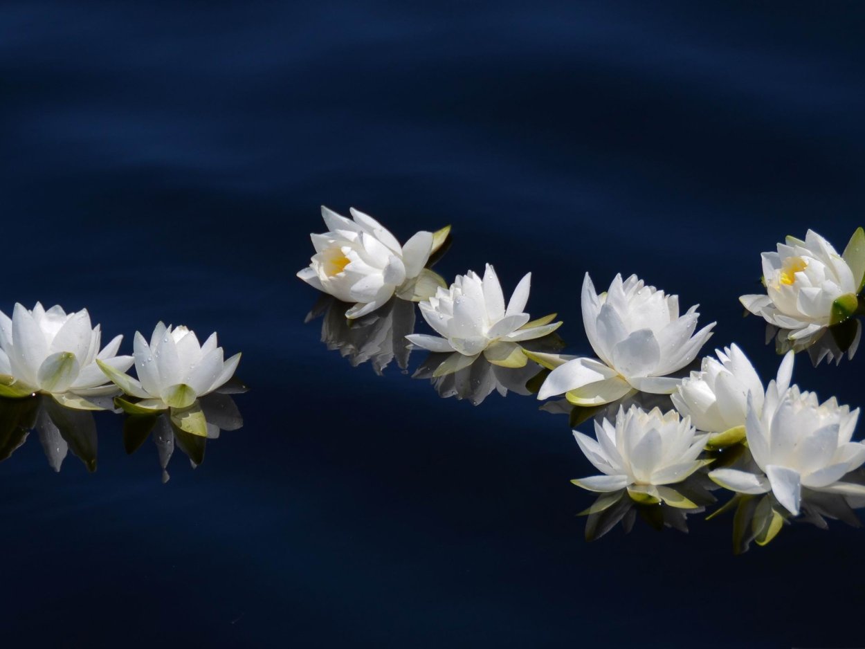Ночные водные лилии