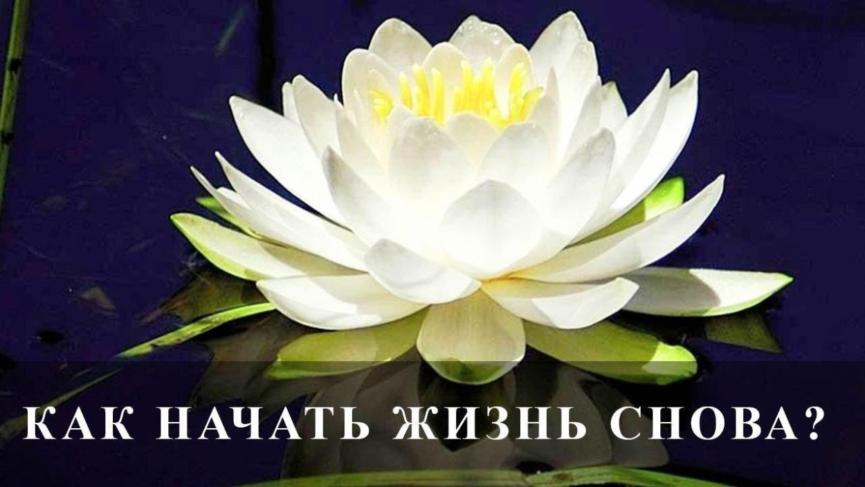 Королевский Лотос белый