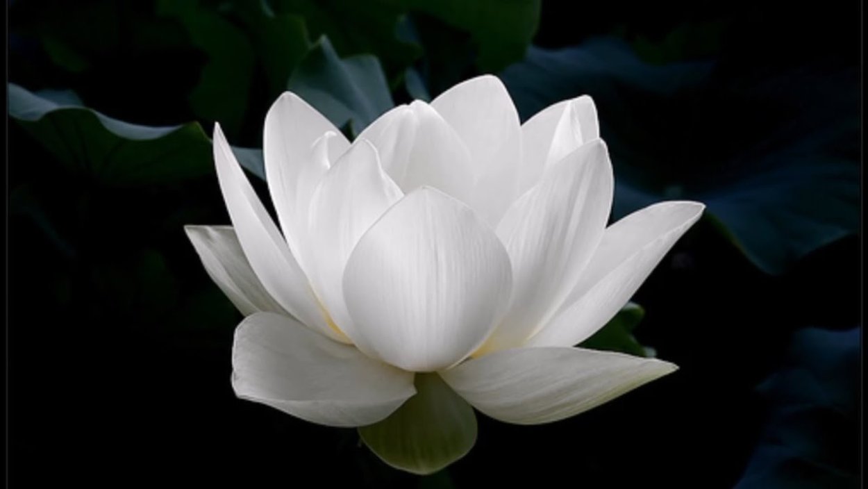 Лотус цветок белый
