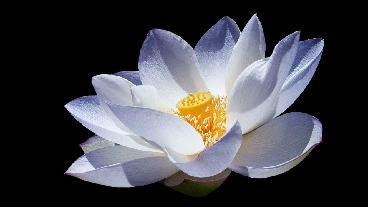 Белый Лотос моссбахеры