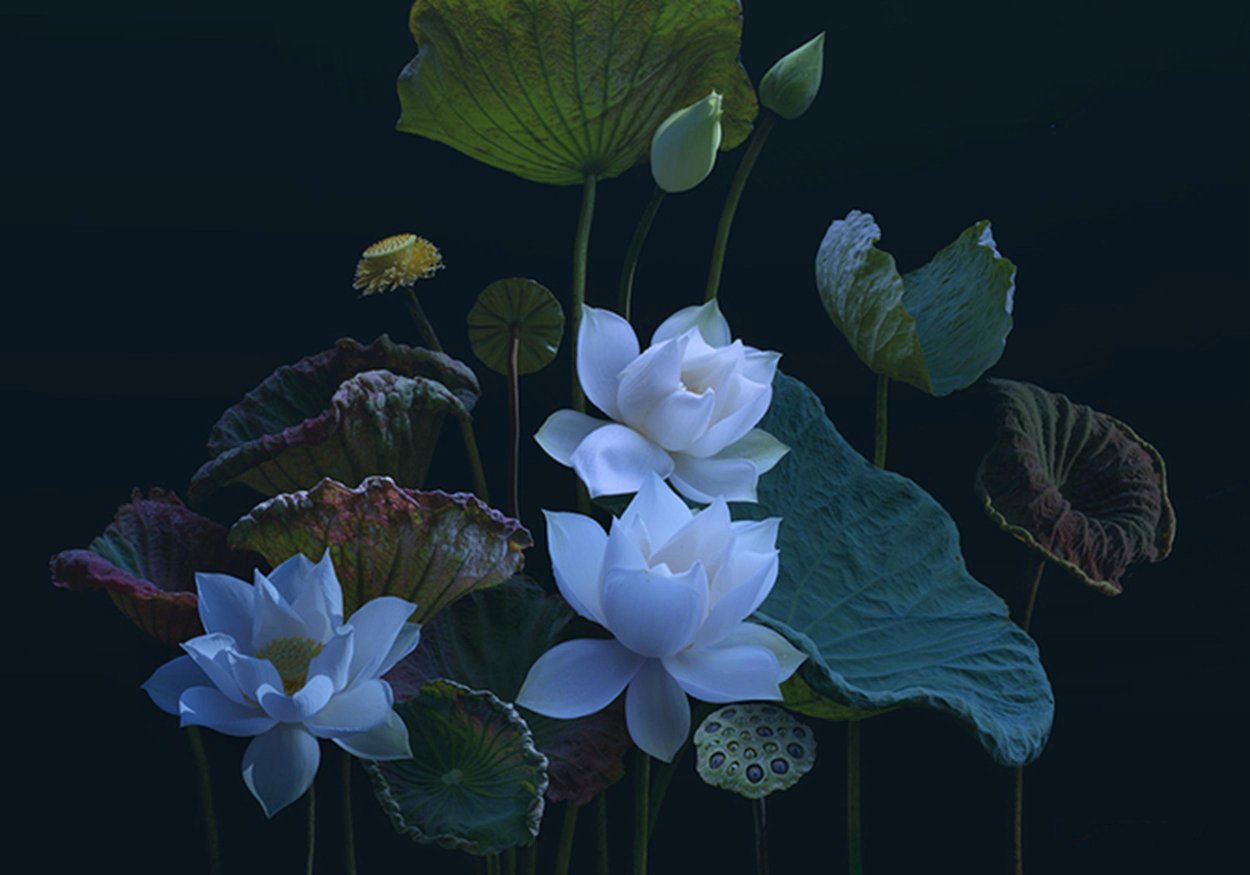 Duong Quoc dinh Лотосы