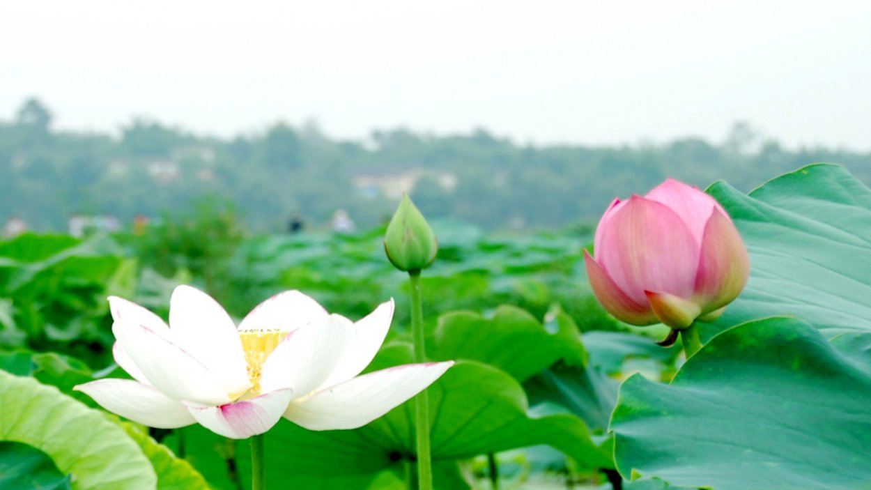 Большие Лотосы