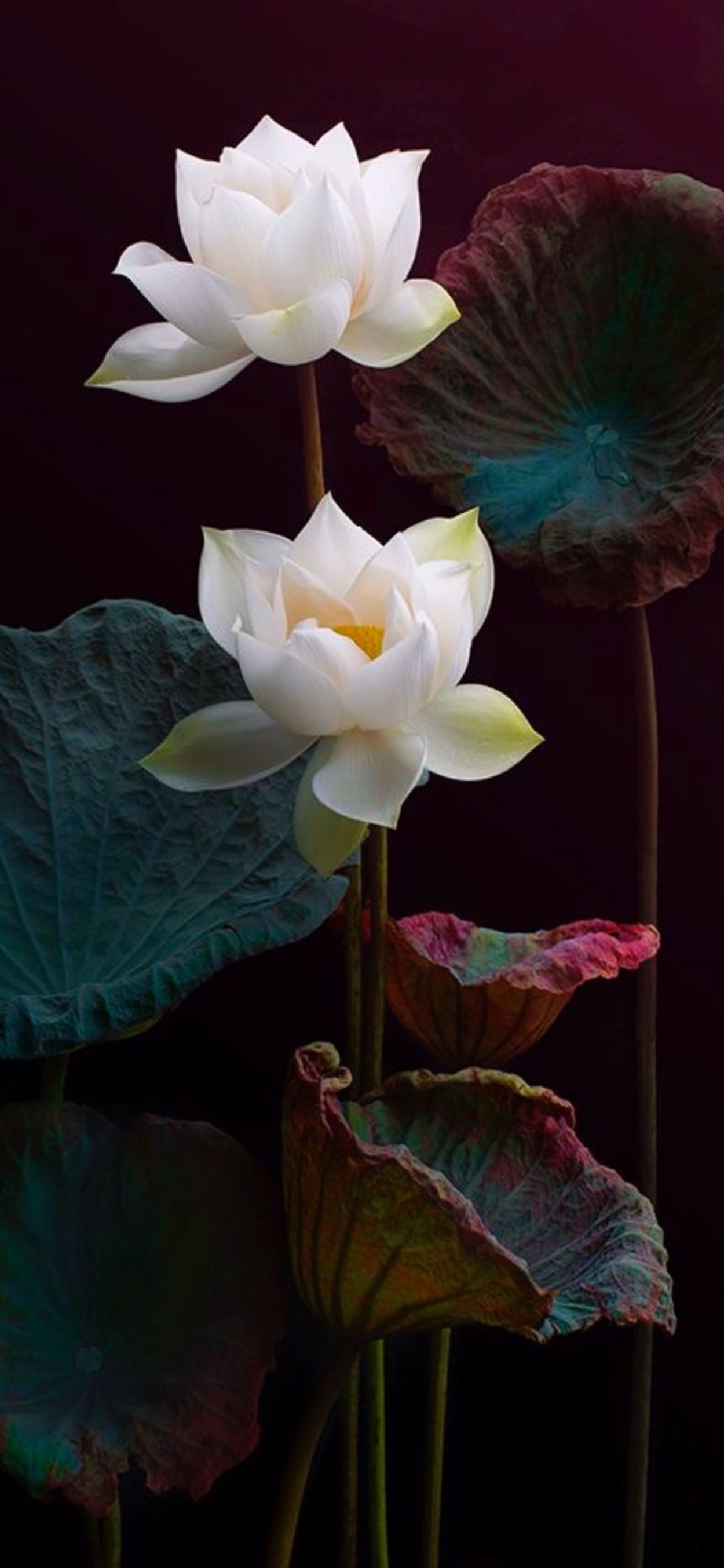 Художник Duong Quoc dinh Лотос