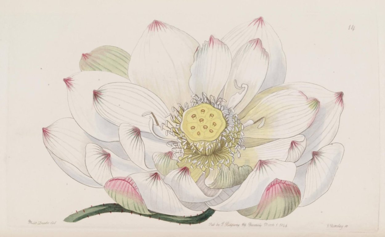 Nelumbo nucifera Ботаническая иллюстрация