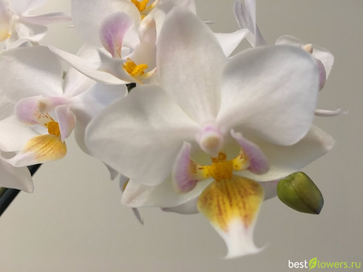 Фаленопсис Саргас мультифлора