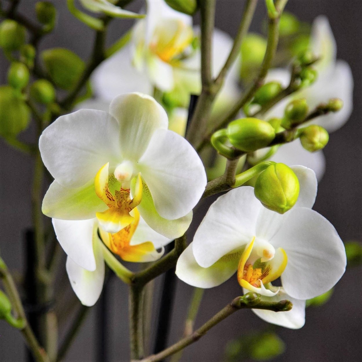 Фаленопсис мультифлора белая