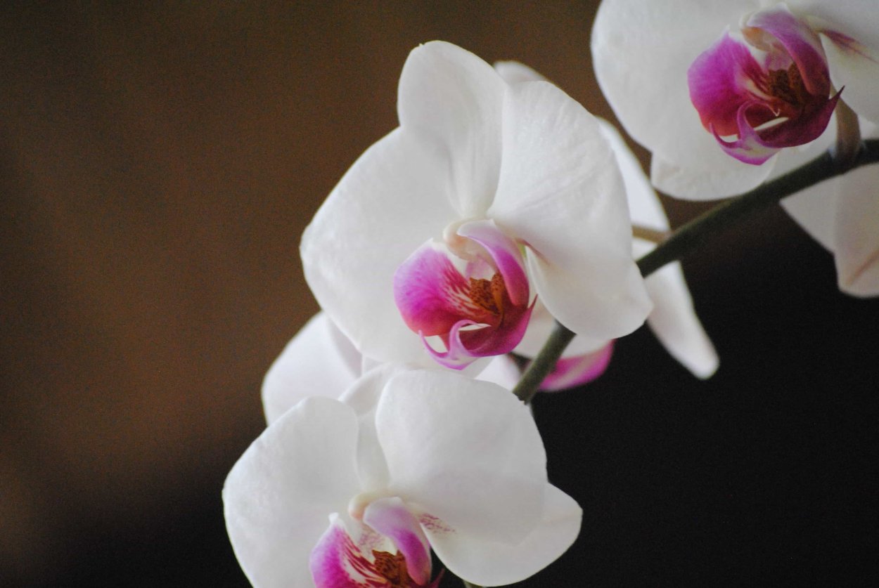 Фаленопсис Phalaenopsis White & Pink