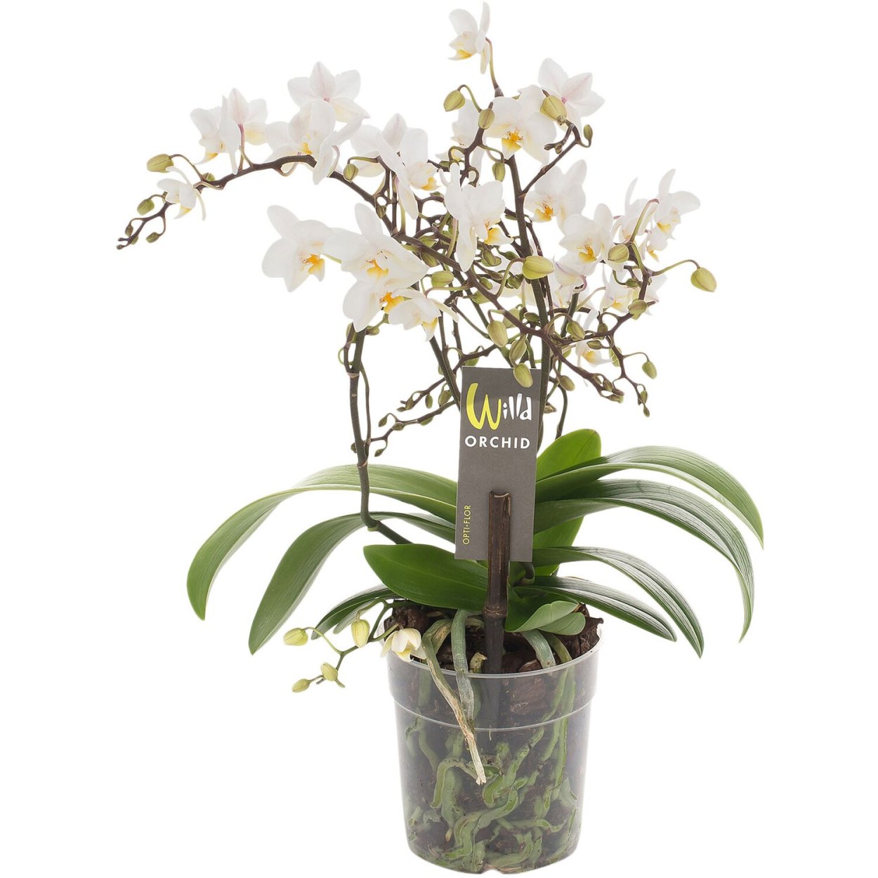 Фаленопсис дикий белый 12/45