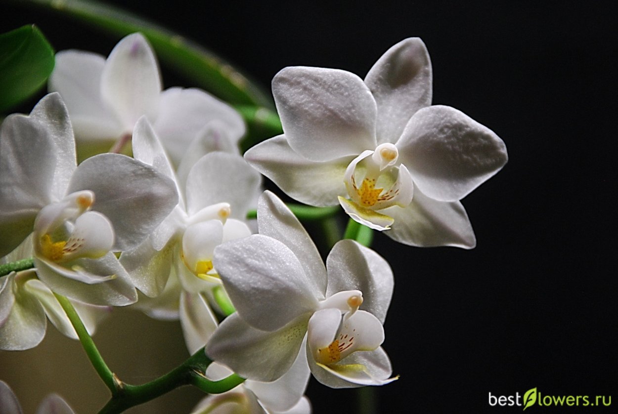 Орхидея Пинлонг черри