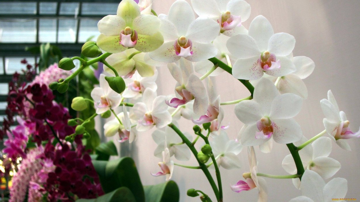 Фаленопсис Катрина мультифлора