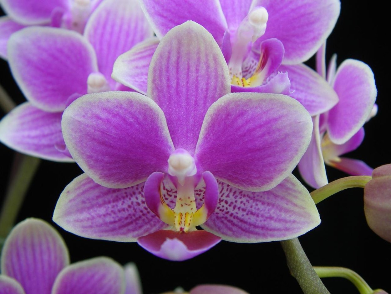 Фаленопсис Lucky