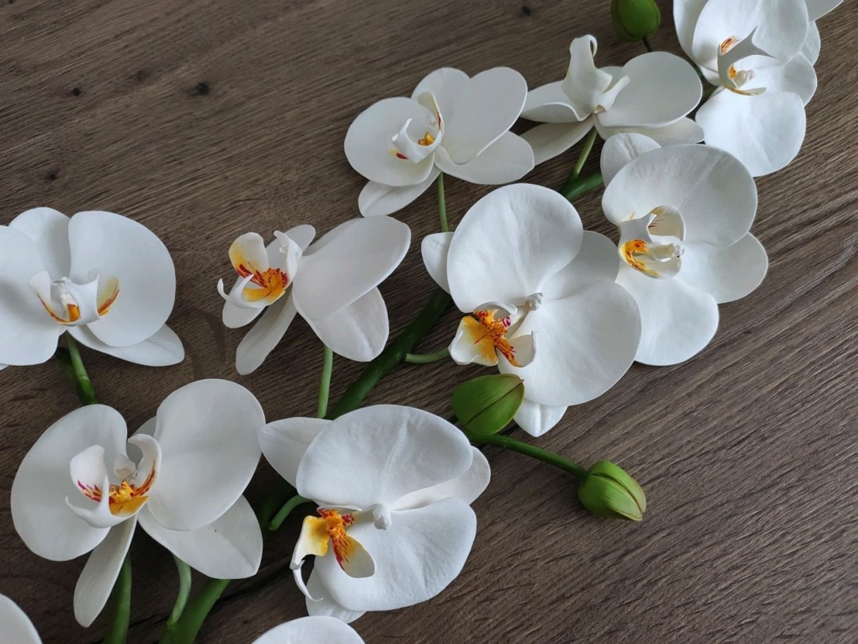 Фаленопсис мультифлора Сантос