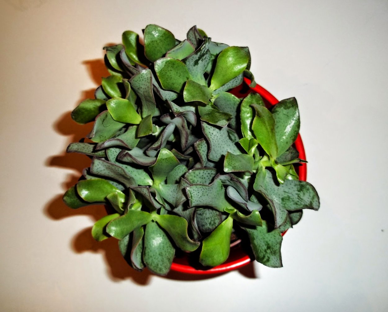 Крассула Арборесценс ундулатифолия