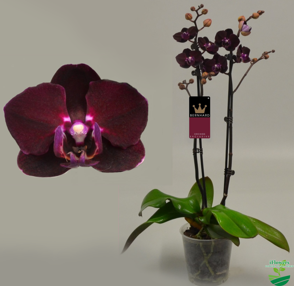 Фаленопсис блэк пиано. Фаленопсис Блэк Трезор. Орхидея Phalaenopsis Катрина. Орхидея фаленопсис Блэк вельвет. Орхидея Phalaenopsis Black Velvet.