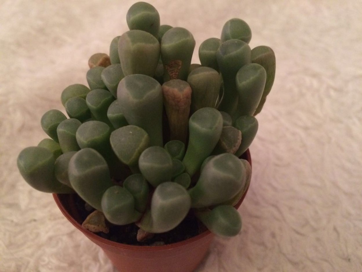 Крассула Титанопсис