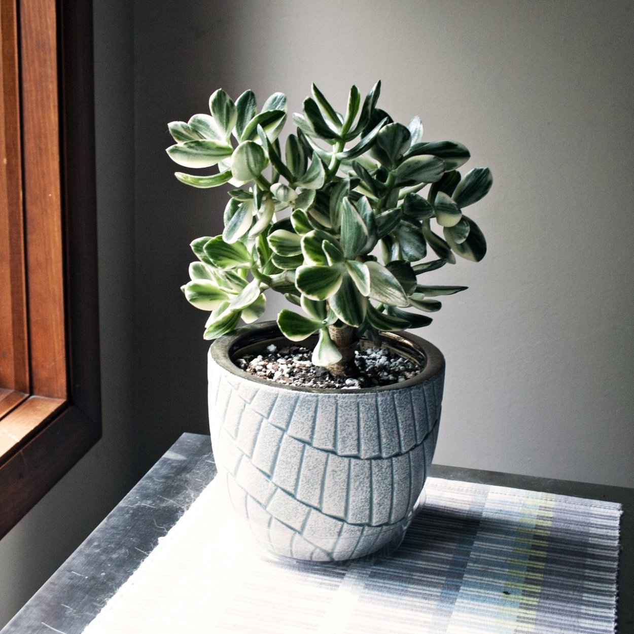 Crassula pyramidalis