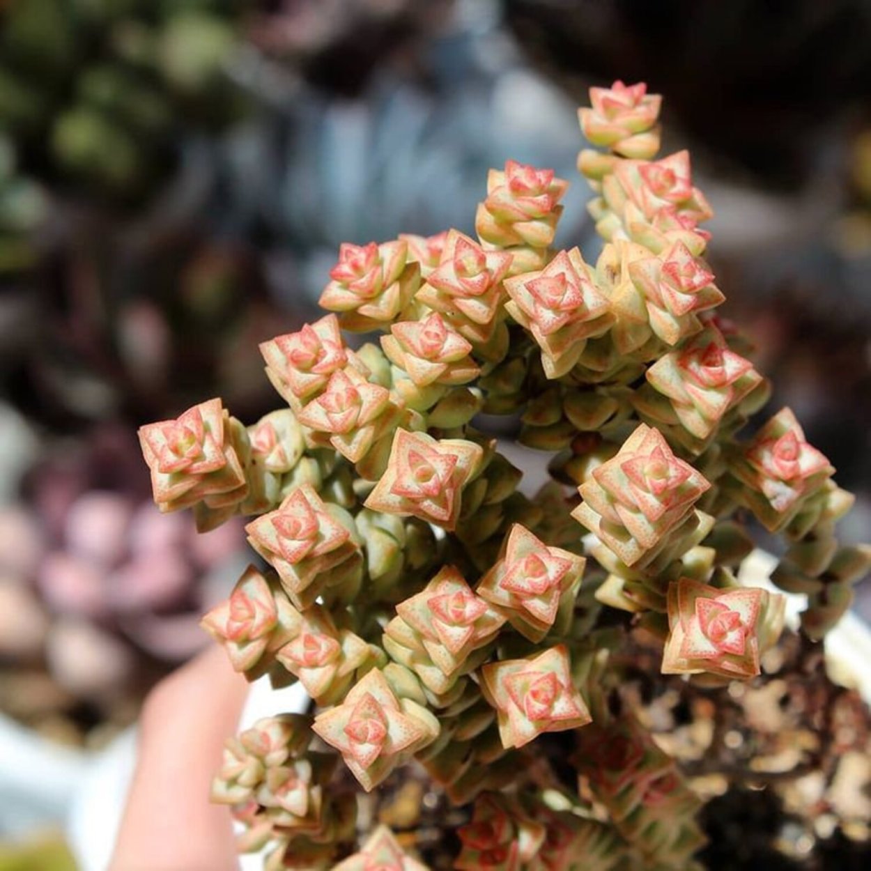 Крассула перфората