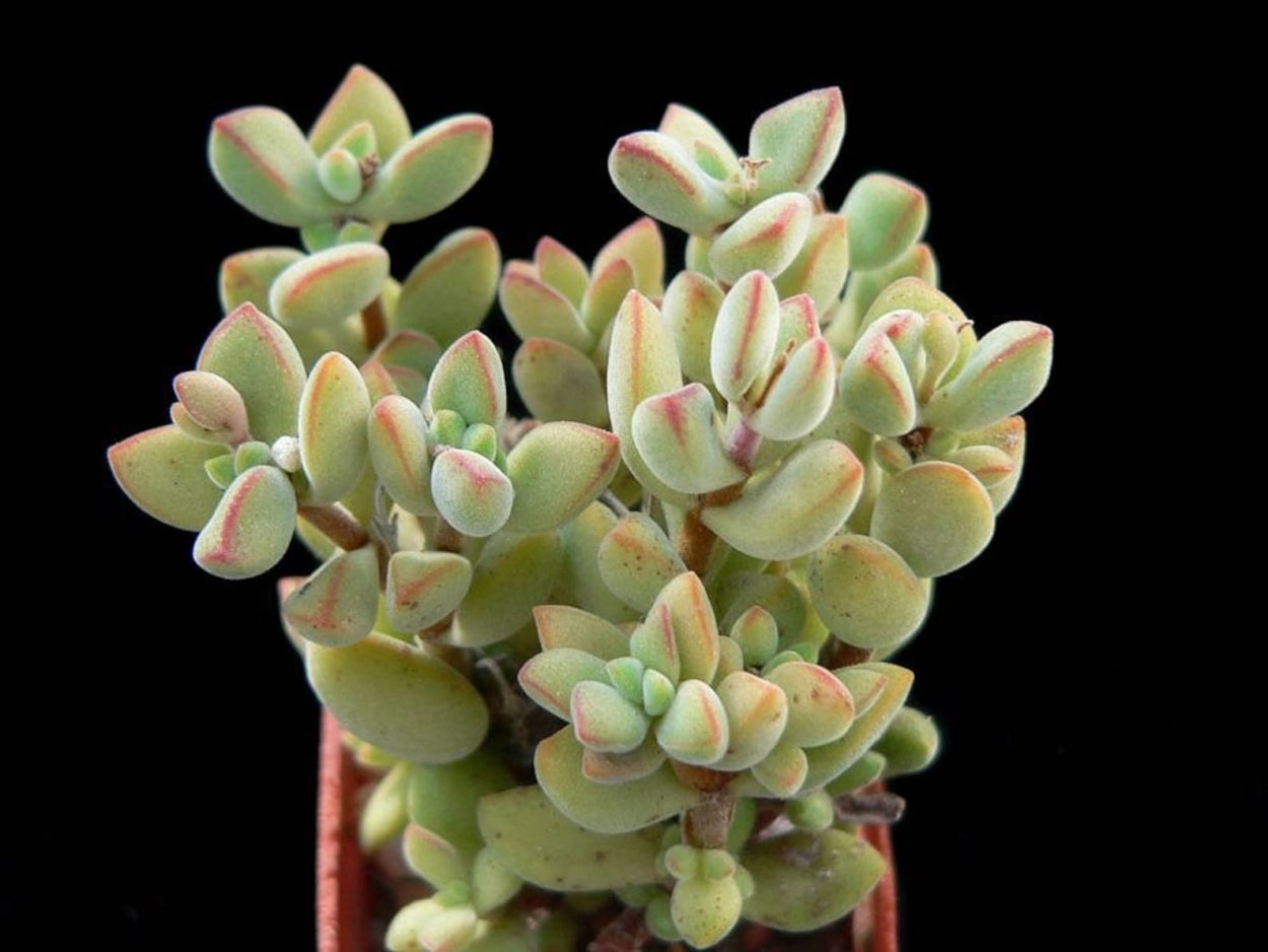 Portulaca molokiniensis