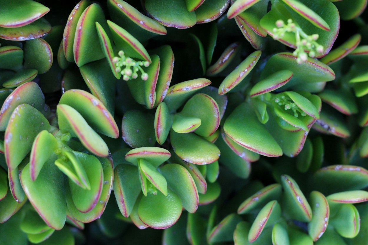 Crassula perforata (Крассула перфората) черенок 10 см без корней